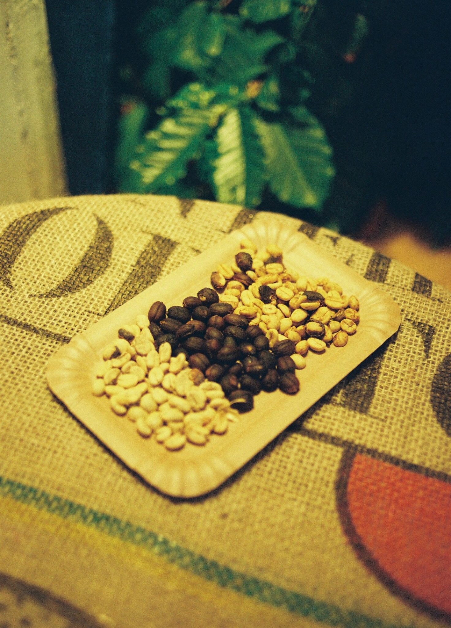 Die Sinne des Kaffees