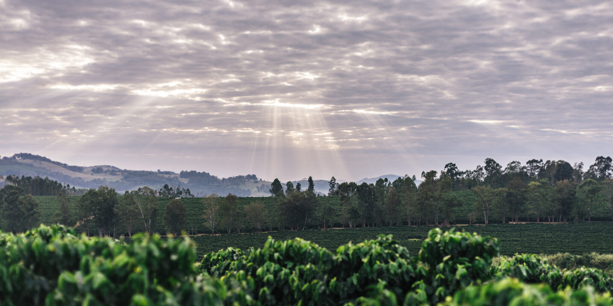 Kaffeeplantage der Fazenda Pinheiro in Brasilien im Morgenlicht, im Vordergrund Kaffeesträucher